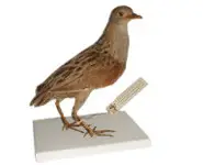 Râle des genêts - 1860