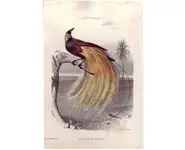 Paradisier - 1850 env.