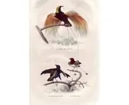 Paradisiers - E. TRAVIÈS - 1850